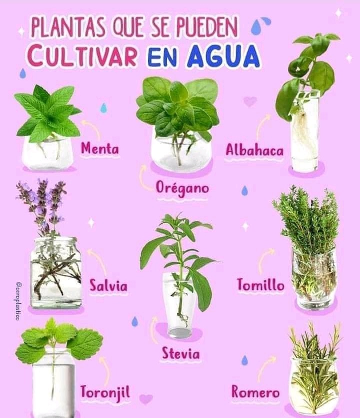 Especias...
