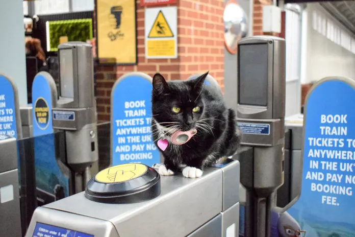 Una gata obtiene boletos ilimitados después de viajar 27 kilómetros en tren sin su due