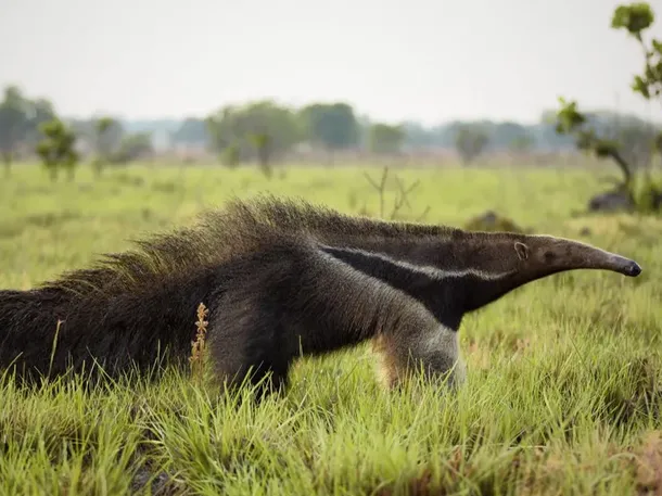 Una especie animal se expande por América Latina y entusiasma su recuperación