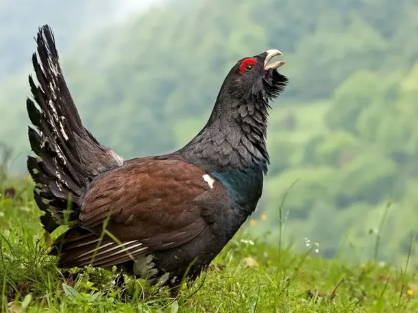 España: gastaron 5 millones de dólares para liberar aves y se las comieron unos zorros