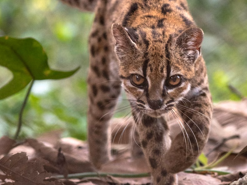 "Leopardus tilcayo", se descubrió una nueva especie de gato salvaje por primera vez en 100 años