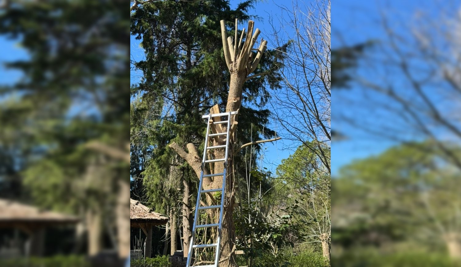 Un jubilado murió mientras podaba un árbol en su casa