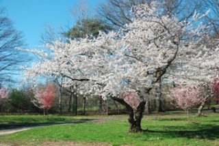 DIA DEL ARBOL 29 de agosto 