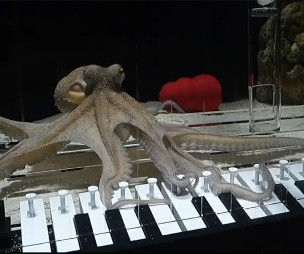 Un músico enseña a un pulpo rescatado a tocar el piano